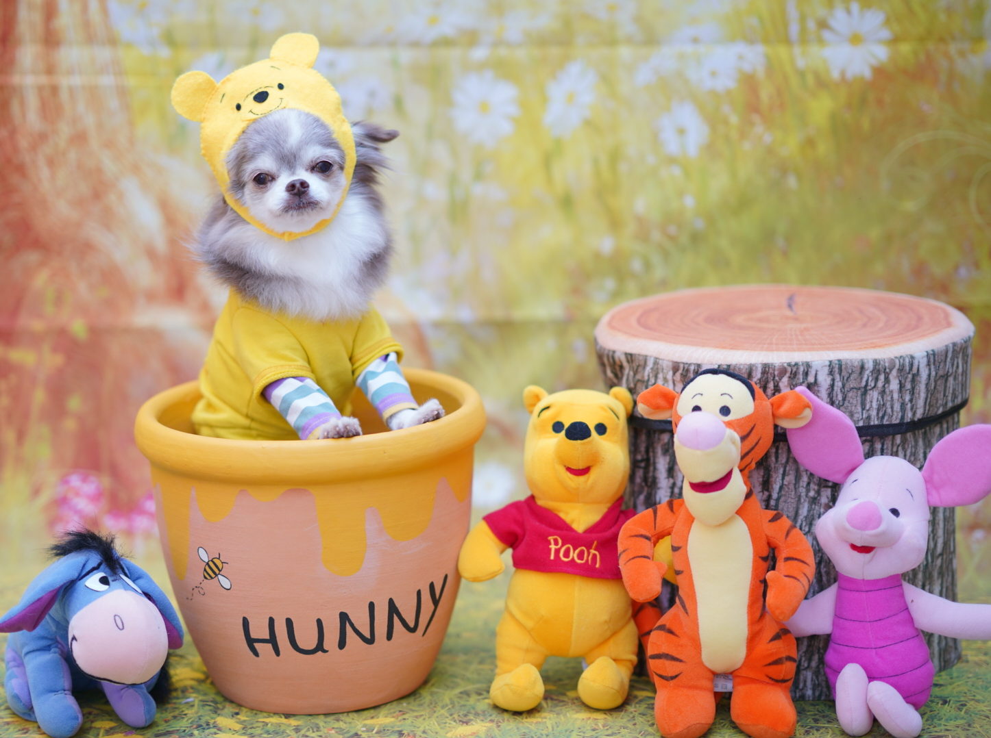 シーズンごとに変わる わんちゃんの撮影スポット 和むすびや わんこのまるっと